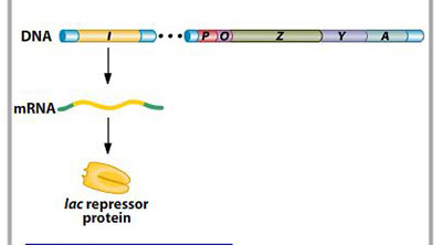 Explorando o Operon Lac: Regulao Gentica