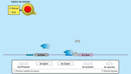 Mquina Gnica - O Operon Lac