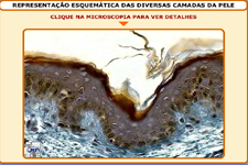 Camadas de clula da pele