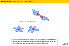 Apoptose