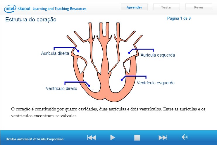 Estrutura do corao